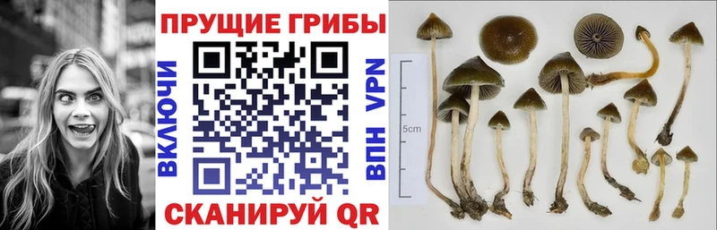Галлюциногенные грибы прущие грибы  Купить закладки  Семикаракорск 